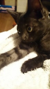 Отдам симпатичного котенка черный дым  - DSC_0232.JPG