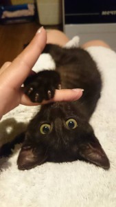 Отдам симпатичного котенка черный дым  - DSC_0230.JPG