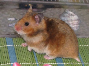 отдам даром сирийского хомячка и джунгарика  - 5SdGuompeBM.jpg