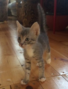 Котята согласны переехать к Вам  - image.jpg