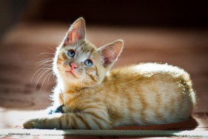 Домашний мини-тигр в добрые руки Котенок Леон ищет дом. - 1.jpg