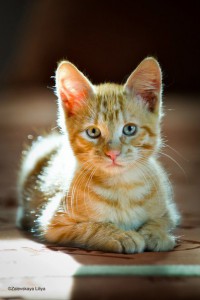 Домашний мини-тигр в добрые руки Котенок Леон ищет дом. - 2.jpg