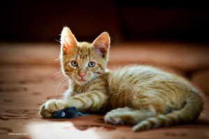 Домашний мини-тигр в добрые руки Котенок Леон ищет дом. - 3.jpg