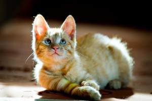 Домашний мини-тигр в добрые руки Котенок Леон ищет дом. - 4.jpg