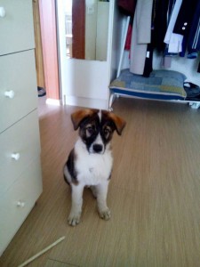 шенок отдам даром - image.jpg