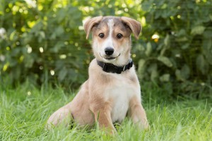 Щенок Енот - 7 килограммов чистого счастья в добрые руки  - 2.jpg