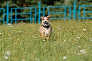 Щенок Енот - 7 килограммов чистого счастья в добрые руки  - 3.jpg
