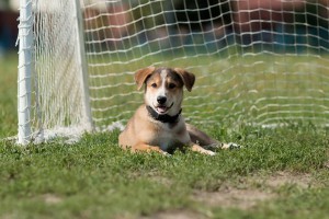 Щенок Енот - 7 килограммов чистого счастья в добрые руки  - 4.jpg