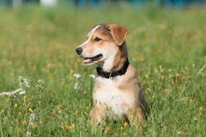 Щенок Енот - 7 килограммов чистого счастья в добрые руки  - 5.jpg