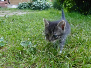 Отдам любящим хозяевам в дар двух очаровательных котят  - близнец.JPG