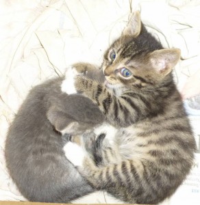 Отдам любящим хозяевам в дар двух очаровательных котят  - kot1.jpg