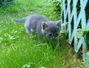 Отдам любящим хозяевам в дар двух очаровательных котят  - кошка мал.JPG