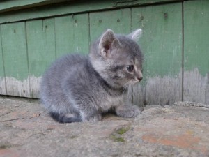 Отдам любящим хозяевам в дар двух очаровательных котят  - L1290510.JPG