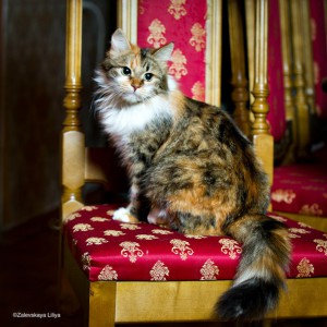 Трехцветная ласковая красотка киса-Алиса. В добрые руки  - 1.jpg