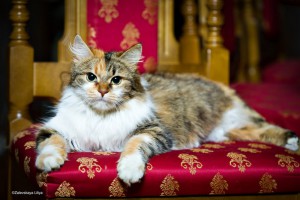 Трехцветная ласковая красотка киса-Алиса. В добрые руки  - 2.jpg