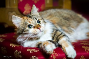 Трехцветная ласковая красотка киса-Алиса. В добрые руки  - 4.jpg