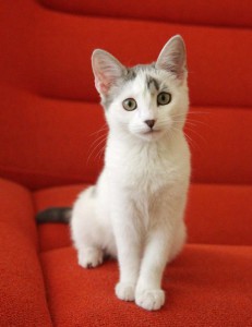 Нежная Сонечка очень ждет хозяев  - 1.jpg