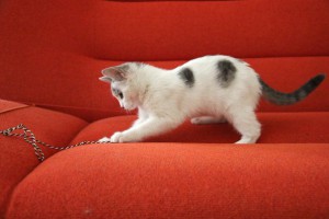 Нежная Сонечка очень ждет хозяев  - 2.jpg