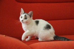 Нежная Сонечка очень ждет хозяев  - 4.jpg