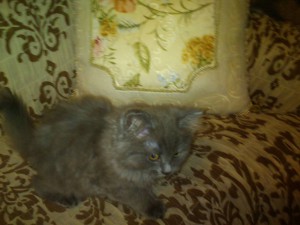 отдам в надежные руки котят - DSC_0012.jpg