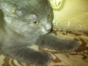 отдам в надежные руки котят - DSC_0013.jpg