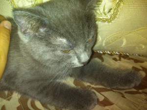 отдам в надежные руки котят - DSC_0014.jpg