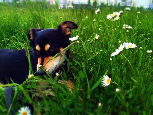 Герда Ждет Лучших В Мире Хозяев - IMG_1119.jpeg