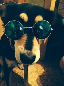 Герда Ждет Лучших В Мире Хозяев - IMG_9030.jpeg