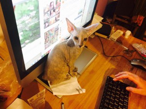 СРОЧНО Кошка. Донской сфинкс. Королев. Самовывоз - Донской сфинск.jpg