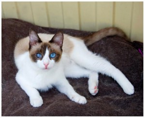 Голубоглазая красавица Сима в добрые руки - 1.jpg