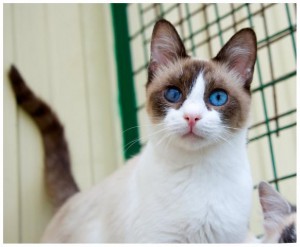 Голубоглазая красавица Сима в добрые руки - 2.jpg