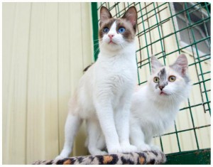 Голубоглазая красавица Сима в добрые руки - 3.jpg