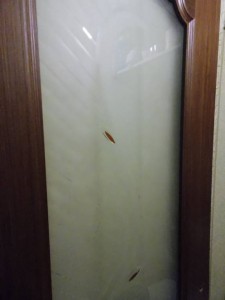 Отдано - DSCN5066.JPG