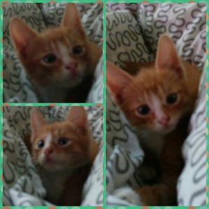 Маленький, рыжий и наглый - PhotoGrid_1439533908449.jpg