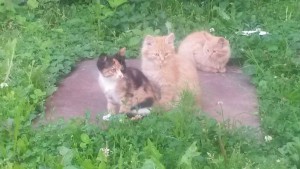 Очаровательные котята в дар, спасите жизнь - gYHNbGXH0UM.jpg