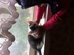 Бывший бездомный котенок ищет дом - IMG_3333[1].JPG