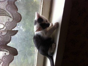 Бывший бездомный котенок ищет дом - IMG_3332[1].JPG