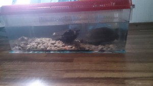 Сейчас она живет в переноске и ей очень тесно...