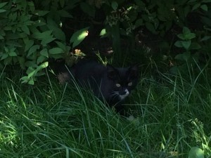 Котята в дар - фото.JPG