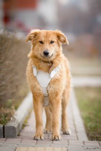 Собака-улыбака ищет свою семью В Добрые руки  - b52d85eed49b.jpg