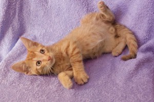 Маленький котенок Лучик ищет дом  - 1.jpg