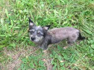 Прошу пожертвовать одежду для песика - IMG_0787.JPG