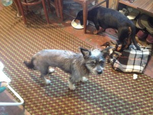 Прошу пожертвовать одежду для песика - IMG_0816.JPG