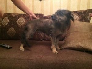 Прошу пожертвовать одежду для песика - IMG_1240.JPG