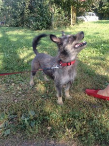 Прошу пожертвовать одежду для песика - IMG_3540.JPG