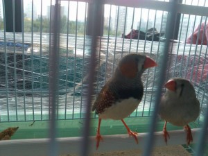 Отдали - 2014-07-17 18.53.23.jpg