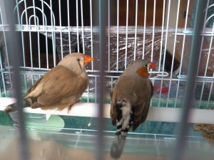 Отдали - 2014-07-17 19.08.30.jpg