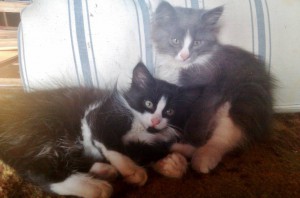 Отдам пушистиков - IMAG0288.jpg