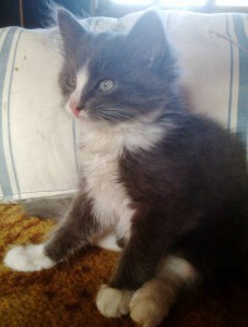 Отдам пушистиков - IMAG0285.jpg