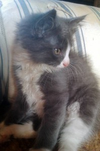 Отдам пушистиков - IMAG0286.jpg